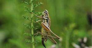 What's for dinner? Sushi, with a side of crickets - Vegelia - Sunrider products for a healthy lifestyle